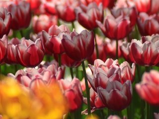 Обои цветы, лепестки, весна, тюльпаны, крупным планом, flowers, petals, spring, tulips, closeup разрешение 6000x3208 Загрузить