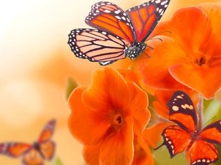 Обои цветы, лепестки, бабочка, крылья, насекомые, бабочки, оранжевые, flowers, petals, butterfly, wings, insects, orange разрешение 1920x1080 Загрузить