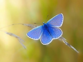 Обои природа, насекомое, бабочка, крылья, nature, insect, butterfly, wings разрешение 1920x1200 Загрузить