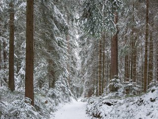 Обои деревья, guido de kleijn, река, снег, природа, лес, зима, стволы, тропинка, trees, river, snow, nature, forest, winter, trunks, path разрешение 3840x2400 Загрузить