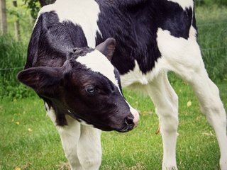 Обои трава, пастбище, животное, корова, телёнок, grass, pasture, animal, cow, calf разрешение 2844x2304 Загрузить