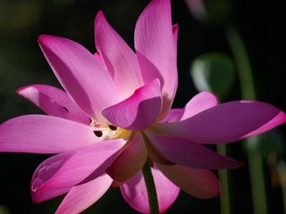 Обои цветок, лепестки, лотос, розовый, макросъемка, крупным планом, flower, petals, lotus, pink, macro, closeup разрешение 3872x2592 Загрузить