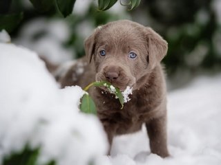 Обои снег, листья, мордочка, собака, щенок, лабрадор-ретривер, snow, leaves, muzzle, dog, puppy, labrador retriever разрешение 2048x1152 Загрузить