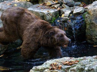 Обои вода, камни, листья, ручей, осень, медведь, бурый медведь, water, stones, leaves, stream, autumn, bear, brown bear разрешение 2048x1152 Загрузить