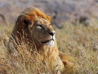 Обои морда, взгляд, африка, хищник, большая кошка, лев, face, look, africa, predator, big cat, leo разрешение 5120x2880 Загрузить