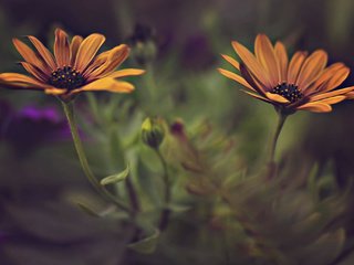 Обои цветы, лепестки, размытость, стебли, dina telhami, остеоспермум, flowers, petals, blur, stems, osteospermum разрешение 2048x1365 Загрузить