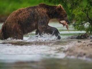 Обои морда, вода, лапы, медведь, рыба, рыбалка, александр маркелов, face, water, paws, bear, fish, fishing, alexander markelov разрешение 1920x1280 Загрузить