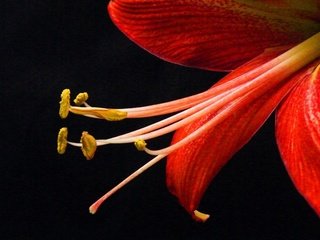 Обои фон, цветок, лепестки, тычинки, лилия, черный фон, background, flower, petals, stamens, lily, black background разрешение 3000x1947 Загрузить