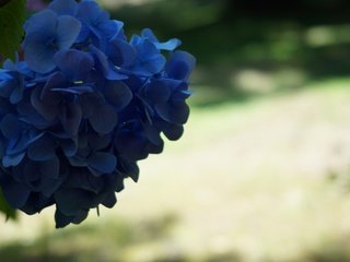 Обои синий, цветок, соцветия, боке, гортензия, blue, flower, inflorescence, bokeh, hydrangea разрешение 5456x3064 Загрузить