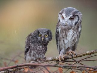 Обои сова, ветки, птицы, мокрые, дождь, совы, tanja brandt, owl, branches, birds, wet, rain, owls разрешение 2000x1331 Загрузить