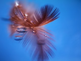 Обои макро, отражение, капли, перо, перышко, macro, reflection, drops, pen, a feather разрешение 1920x1200 Загрузить