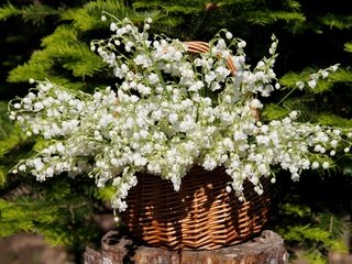 Обои цветы, дача, солнце, нфд, природа, цветение, сад, ландыши, весна, май, flowers, cottage, the sun, nature, flowering, garden, lilies of the valley, spring, may разрешение 4941x3293 Загрузить