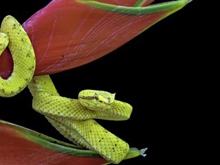 Обои цветок, змея, рептилия, пресмыкающиеся, flower, snake, reptile, reptiles разрешение 1920x1200 Загрузить
