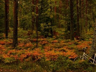 Обои деревья, лес, осень, папоротник, велосипед, финляндия, ханко, trees, forest, autumn, fern, bike, finland, hanko разрешение 2125x1080 Загрузить
