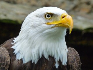Обои орел, клюв, дикая природа, белоголовый орлан, крупным планом, хищная птица, eagle, beak, wildlife, bald eagle, closeup, bird of prey разрешение 2560x1920 Загрузить
