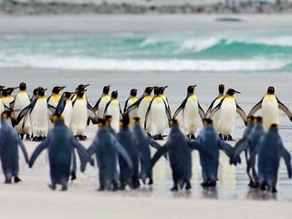 Обои птицы, пингвины, королевский пингвин, фолклендские острова, birds, penguins, royal penguin разрешение 1920x1080 Загрузить
