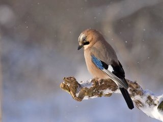 Обои снег, природа, птица, сойка, snow, nature, bird, jay разрешение 1920x1080 Загрузить