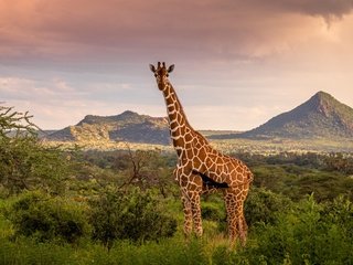 Обои небо, горы, природа, жираф, the sky, mountains, nature, giraffe разрешение 1920x1200 Загрузить