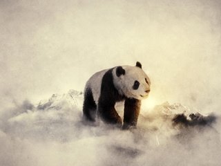 Обои животные, панда, медведь, бамбуковый медведь, большая панда, animals, panda, bear, bamboo bear, the giant panda разрешение 1920x1080 Загрузить