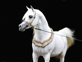 Обои лошадь, черный фон, конь, белая, сбруя, арабская лошадь, чистокровная, horse, black background, white, harness разрешение 3621x2689 Загрузить