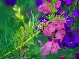 Обои насекомое, цветок, стебель, пчела, дельфиниум, insect, flower, stem, bee, delphinium разрешение 5184x3456 Загрузить