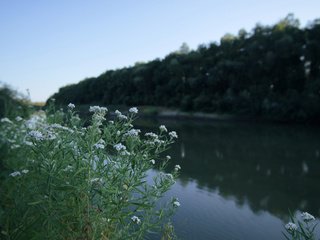 Обои цветы, река, природа, ромашки, flowers, river, nature, chamomile разрешение 6240x4160 Загрузить