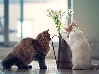 Обои цветы, кот, кошки, дэйзи, бенджамин тород, ханна, flowers, cat, cats, daisy, benjamin torod, hannah разрешение 2048x1353 Загрузить