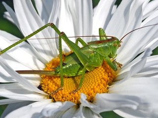 Обои зелёный, макро, насекомое, цветок, лепестки, ромашка, кузнечик, green, macro, insect, flower, petals, daisy, grasshopper разрешение 3316x1848 Загрузить