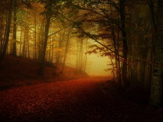 Обои дорога, лес, туман, осень, листопад, аллея, полумрак, road, forest, fog, autumn, falling leaves, alley, twilight разрешение 3840x2160 Загрузить