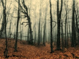 Обои лес, туман, стволы, осень, листопад, forest, fog, trunks, autumn, falling leaves разрешение 3840x2160 Загрузить