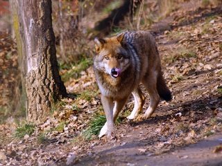 Обои лес, взгляд, прогулка, волк, forest, look, walk, wolf разрешение 3008x1881 Загрузить