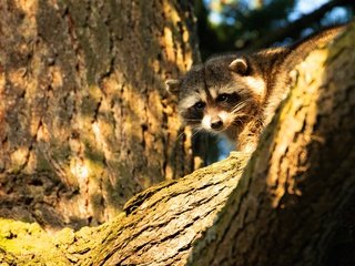 Обои морда, свет, деревья, енот, выглядывает, face, light, trees, raccoon, peeps разрешение 3840x2160 Загрузить