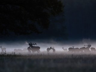 Обои ночь, туман, олени, night, fog, deer разрешение 2048x1152 Загрузить