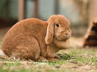 Обои поляна, мордашка, кролик, рыжий, зайчик, вислоухий, glade, face, rabbit, red, bunny, fold разрешение 4073x2710 Загрузить