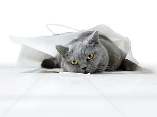 Обои поза, кот, кошка, взгляд, мордашка, британский, пакет, сумка, британская короткошерстная кошка, british shorthair, pose, cat, look, face, british, package, bag разрешение 2000x1396 Загрузить