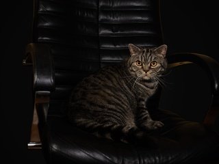 Обои поза, полосатый, кот, шотландский, мордочка, фотостудия, кошка, взгляд, серый, темный фон, кресло, кожа, leather, pose, striped, cat, scottish, muzzle, studio, look, grey, the dark background, chair разрешение 2000x1325 Загрузить