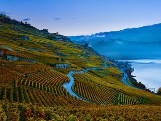Обои склон, швейцария, виноградник, женевское озеро, slope, switzerland, vineyard, lake geneva разрешение 4974x2798 Загрузить