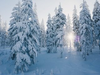 Обои снег, лес, зима, snow, forest, winter разрешение 3840x2160 Загрузить