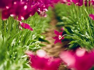 Обои свет, клумба, цветы, размытие, зелень, боке, листья, тропинка, весна, тюльпаны, розовые, light, flowerbed, flowers, blur, greens, bokeh, leaves, path, spring, tulips, pink разрешение 4856x3238 Загрузить