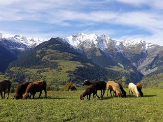 Обои трава, овечки, пасутся, горы, барашки, лес, отара, луг, пастбище, овцы, альпы, стадо, grass, grazing, mountains, lambs, forest, meadow, pasture, sheep, alps, the herd разрешение 2560x1440 Загрузить