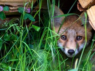 Обои трава, взгляд, лиса, мордашка, бревно, выглядывает, лисенок, grass, look, fox, face, log, peeps разрешение 2000x1206 Загрузить