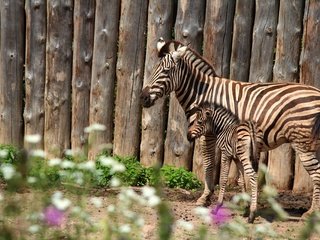 Обои зебра, забор, пара, мама, детеныш, зебры, жеребенок, zebra, the fence, pair, mom, cub, foal разрешение 3840x2560 Загрузить