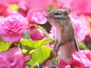 Обои цветы, бурундук, стойка, грызун, бегония, flowers, chipmunk, stand, rodent, begonia разрешение 2560x2229 Загрузить