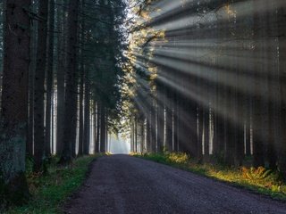 Обои свет, дорога, лес, light, road, forest разрешение 3840x2160 Загрузить