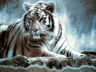 Обои тигр, хищник, большая кошка, дикая кошка, белый тигр, tiger, predator, big cat, wild cat, white tiger разрешение 3582x2070 Загрузить