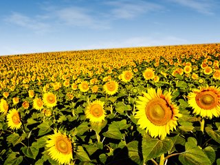 Обои подсолнухи, sunflowers разрешение 3606x2400 Загрузить