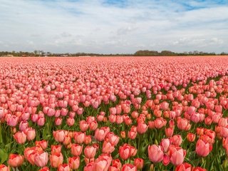 Обои тюльпаны, голландия, tulips, holland разрешение 5334x3000 Загрузить