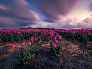 Обои цветы, поле, тюльпаны, flowers, field, tulips разрешение 5052x3368 Загрузить