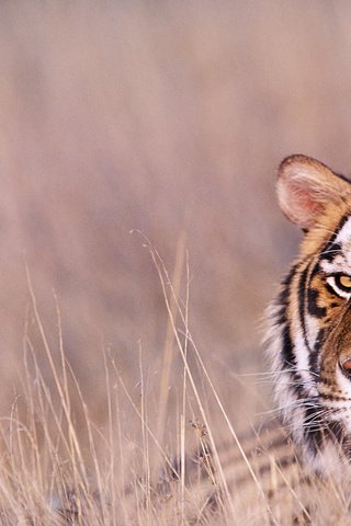 Обои тигр, африка, саванна, 17, tiger, africa, savannah разрешение 1920x1200 Загрузить