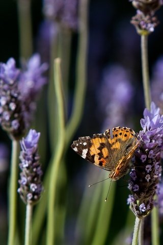 Обои цветы, природа, лаванда, бабочка, flowers, nature, lavender, butterfly разрешение 1920x1200 Загрузить